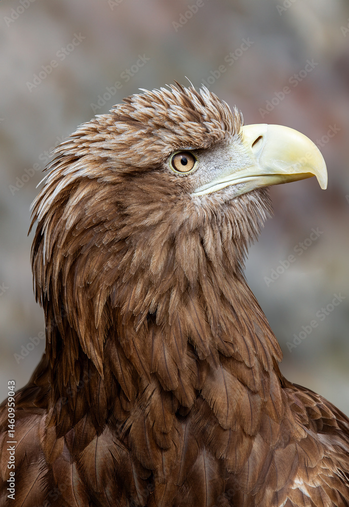 Fototapeta premium White-tailed Eagle (Haliaeetus albicilla)