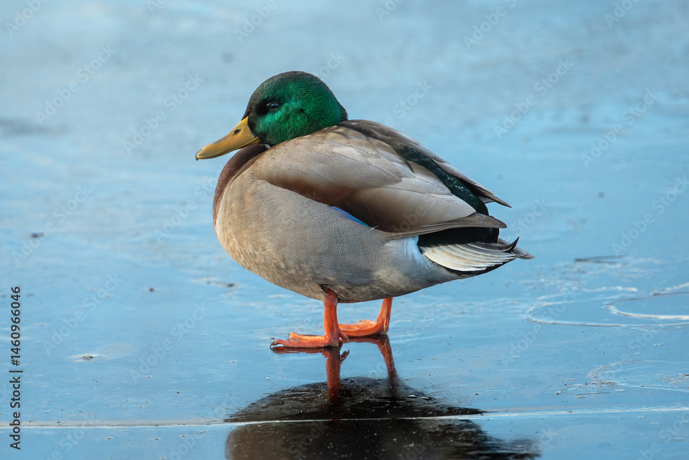 Mallard Duck (Anas platyrhynchos) Mallard Duck (Anas platyrhynchos)