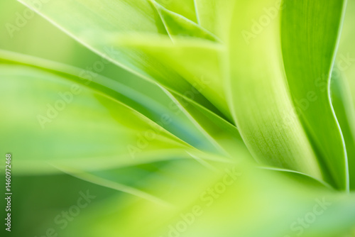 Nature of green leaf in garden at summer. Natural green leaves plants using as spring background cover page greenery environment ecology lime green wallpaper