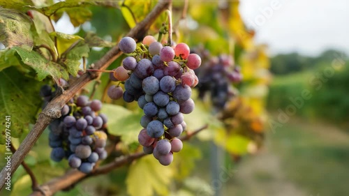 Wallpaper Mural A luscious bunch of ripe grapes clinging to the vine, showcasing varying shades of purple and green. A perfect representation of nature’s bounty and the joys of harvest season. Torontodigital.ca