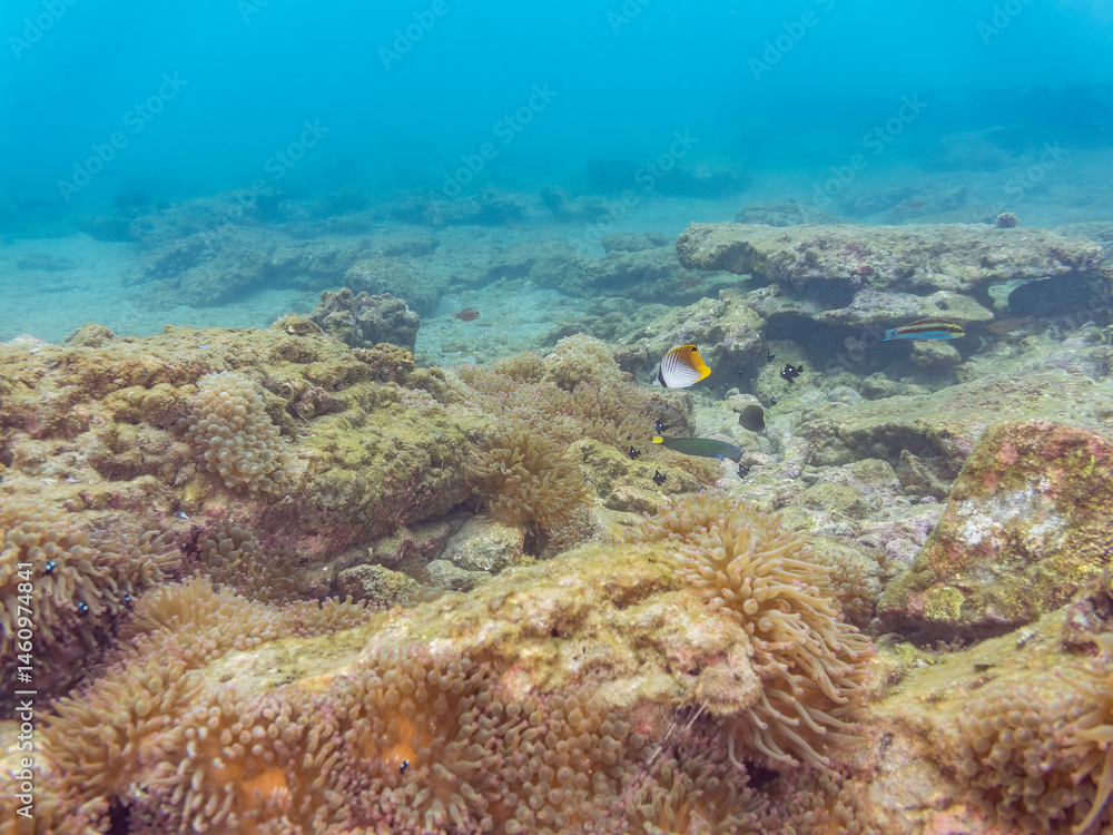 美しいイソギンチャク畑の可愛いミツボシクロスズメダイ(スズメダイ科)の幼魚の大群、トゲチョウチョウウオ(チョウチョウウオ科)の幼魚他
英名学名:
Threespot dascyllus (Dascyllus trimaculatus)