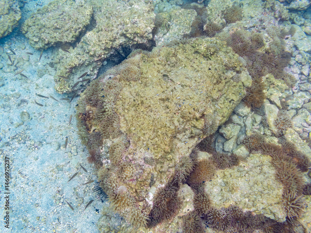 美しいイソギンチャク畑の可愛いミツボシクロスズメダイ(スズメダイ科)の幼魚の大群、トゲチョウチョウウオ(チョウチョウウオ科)の幼魚他
英名学名:
Threespot dascyllus (Dascyllus trimaculatus)