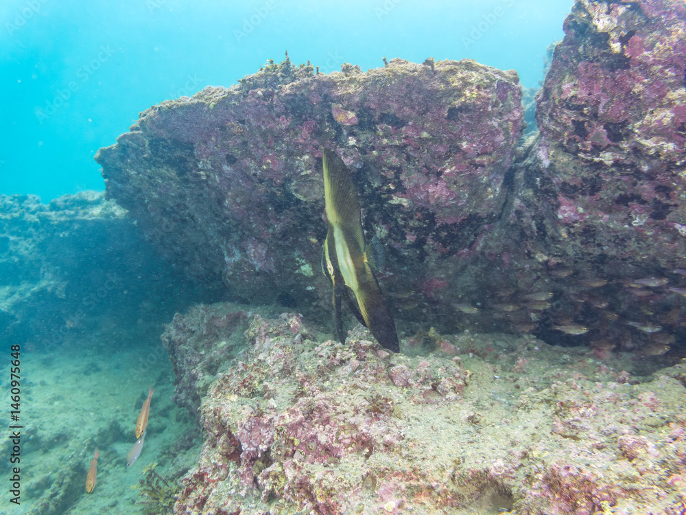 ミカヅキツバメウオ(ツバメウオ属)の幼魚他。
美しいクロホシイシモチ(テンジクダイ科)他の群れ。
英名学名:Golden spadefish (Platax boersii)
Spotnape cardinalfish (Ostorhinchus notatus)
荒井浜海岸三浦市神奈川県-2024