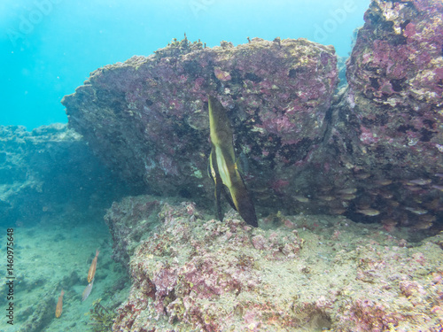 Obraz na płótnie ミカヅキツバメウオ(ツバメウオ属)の幼魚他。
美しいクロホシイシモチ(テンジクダイ科)他の群れ。
英名学名:Golden spadefish (Platax boersii)
Spotnape cardinalfish (Ostorhinchus notatus)
荒井浜海岸三浦市神奈川県-2024
w salonie