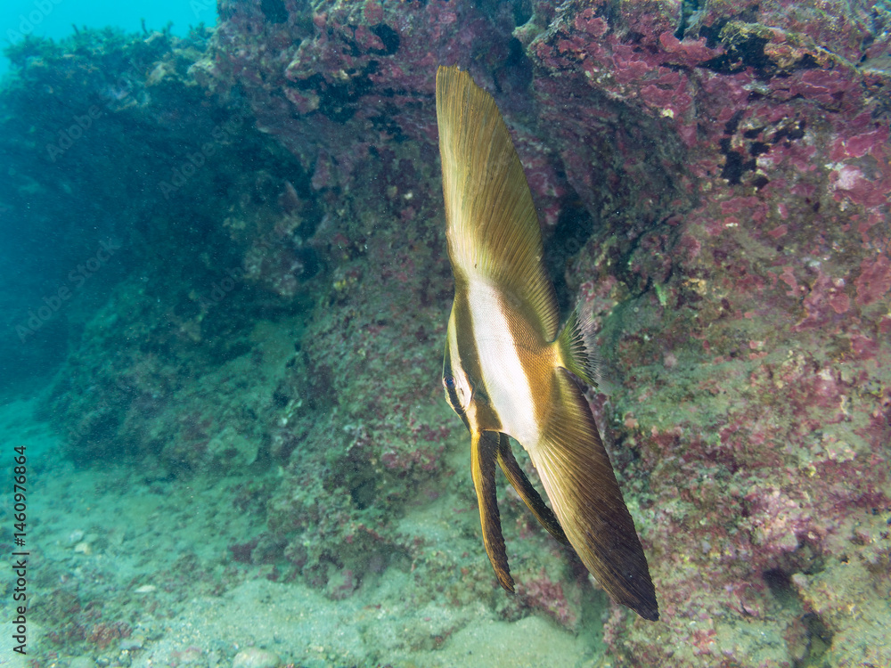 ミカヅキツバメウオ(ツバメウオ属)の幼魚他。
美しいクロホシイシモチ(テンジクダイ科)他の群れ。
英名学名:Golden spadefish (Platax boersii)
Spotnape cardinalfish (Ostorhinchus notatus)
荒井浜海岸三浦市神奈川県-2024