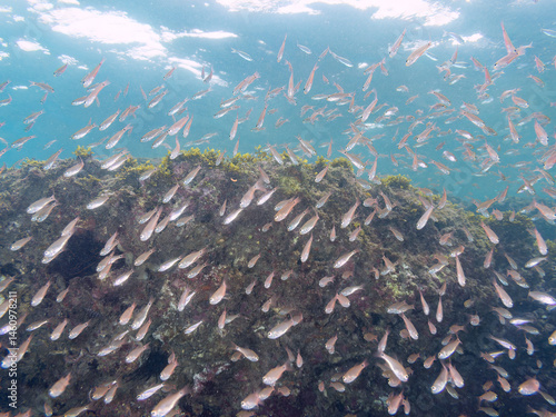 Obraz na płótnie 美しいクロホシイシモチ(テンジクダイ科)他の群れ。
英名学名:Spotnape cardinalfish (Ostorhinchus notatus)
荒井浜海岸三浦市神奈川県-2024
w salonie