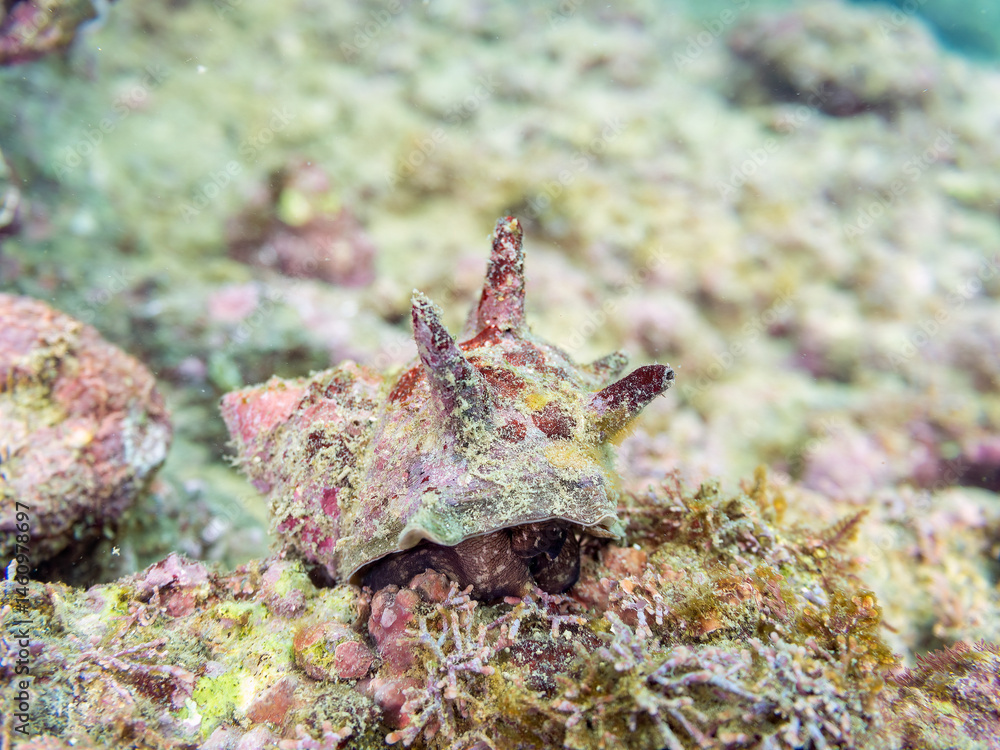 サザエ(サザエ科)
英名学名:Horned Turban (Turbo sazae)
荒井浜海岸三浦市神奈川県-2024