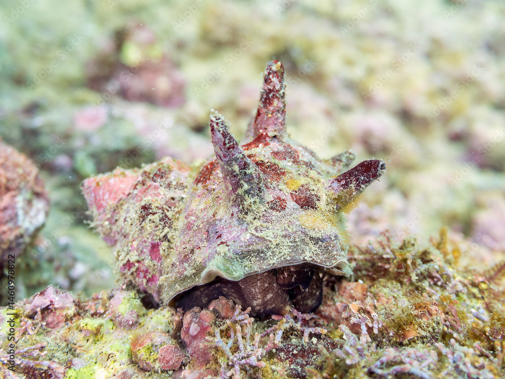 サザエ(サザエ科)
英名学名:Horned Turban (Turbo sazae)
荒井浜海岸三浦市神奈川県-2024