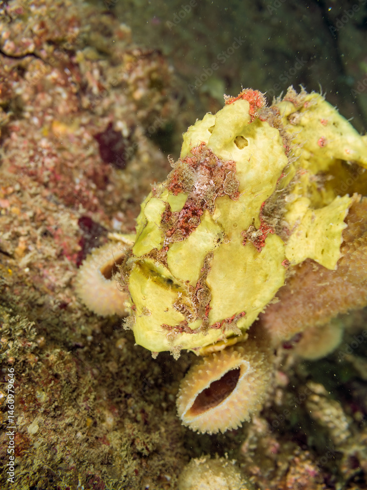 エスカ(触手)を振って小魚を呼び寄せて狩る、可愛いイロカエルアンコウ(カエルアンコウ科)の幼魚。
英名学名:Painted frogfish (Antennarius pictus)
大きなカイメンに乗っている。
荒井浜海岸三浦市神奈川県-2024