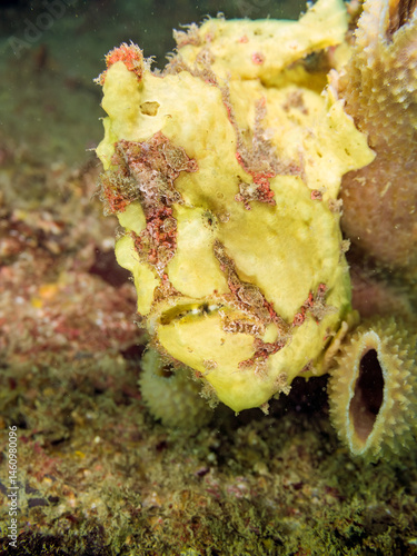 エスカ（触手）を振って小魚を呼び寄せて狩る、可愛いイロカエルアンコウ（カエルアンコウ科）の幼魚。
英名学名：Painted frogfish (Antennarius pictus)
大きなカイメンに乗っている。
荒井浜海岸三浦市神奈川県-2024
