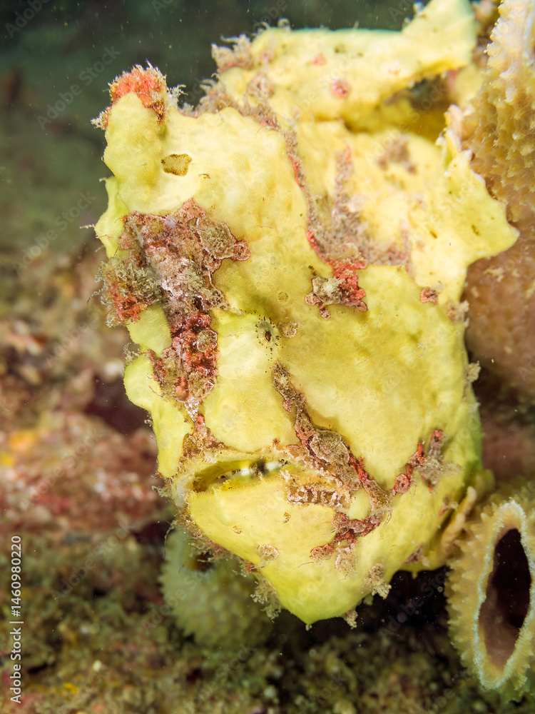 エスカ(触手)を振って小魚を呼び寄せて狩る、可愛いイロカエルアンコウ(カエルアンコウ科)の幼魚。
英名学名:Painted frogfish (Antennarius pictus)
大きなカイメンに乗っている。
荒井浜海岸三浦市神奈川県-2024