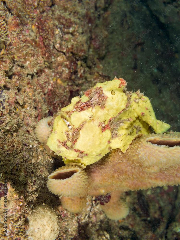 エスカ(触手)を振って小魚を呼び寄せて狩る、可愛いイロカエルアンコウ(カエルアンコウ科)の幼魚。
英名学名:Painted frogfish (Antennarius pictus)
大きなカイメンに乗っている。
荒井浜海岸三浦市神奈川県-2024