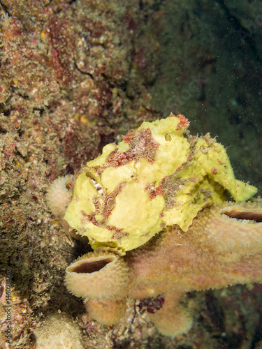 エスカ（触手）を振って小魚を呼び寄せて狩る、可愛いイロカエルアンコウ（カエルアンコウ科）の幼魚。
英名学名：Painted frogfish (Antennarius pictus)
大きなカイメンに乗っている。
荒井浜海岸三浦市神奈川県-2024
