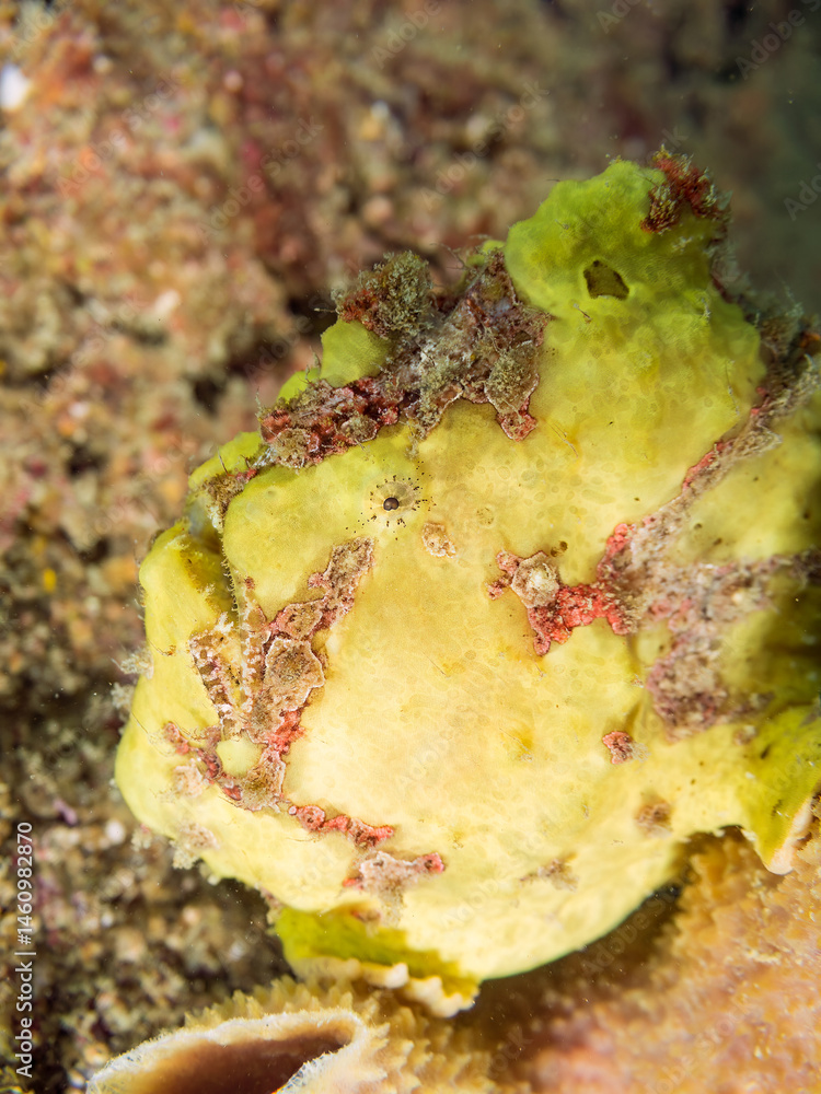 エスカ(触手)を振って小魚を呼び寄せて狩る、可愛いイロカエルアンコウ(カエルアンコウ科)の幼魚。
英名学名:Painted frogfish (Antennarius pictus)
大きなカイメンに乗っている。
荒井浜海岸三浦市神奈川県-2024
