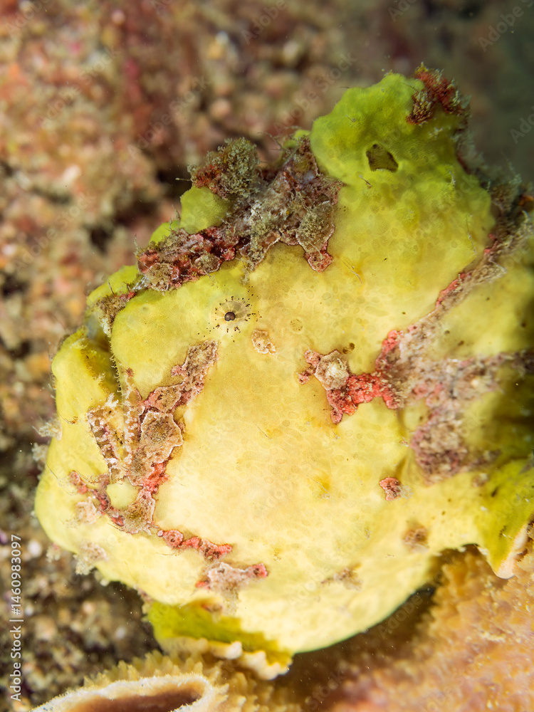 エスカ(触手)を振って小魚を呼び寄せて狩る、可愛いイロカエルアンコウ(カエルアンコウ科)の幼魚。
英名学名:Painted frogfish (Antennarius pictus)
大きなカイメンに乗っている。
荒井浜海岸三浦市神奈川県-2024