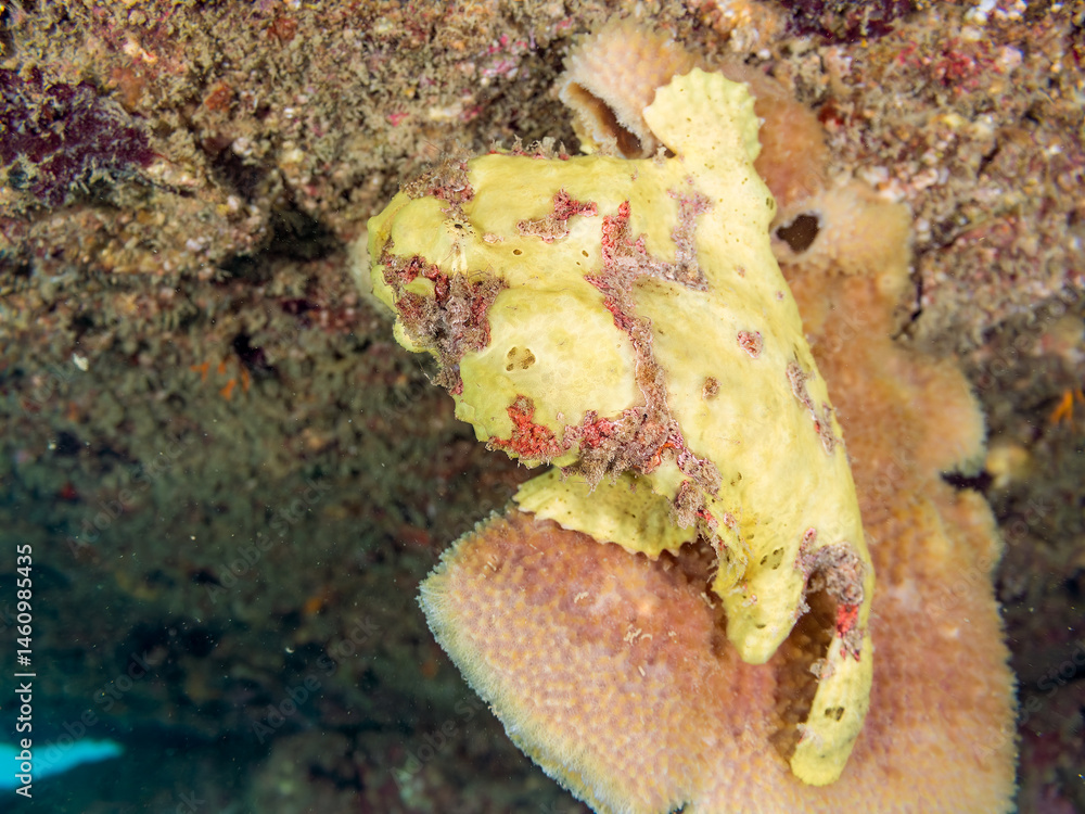 エスカ(触手)を振って小魚を呼び寄せて狩る、可愛いイロカエルアンコウ(カエルアンコウ科)の幼魚。
英名学名:Painted frogfish (Antennarius pictus)
大きなカイメンに乗っている。
荒井浜海岸三浦市神奈川県-2024