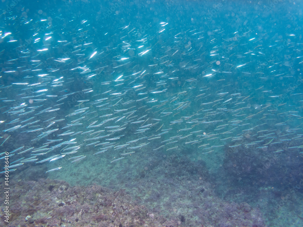 美しいキビナゴ(ニシン科)他の大群。
英名学名:Silver-Stripe Round Herrings (Spratelloides gracilis)
荒井浜海岸三浦市神奈川県-2024