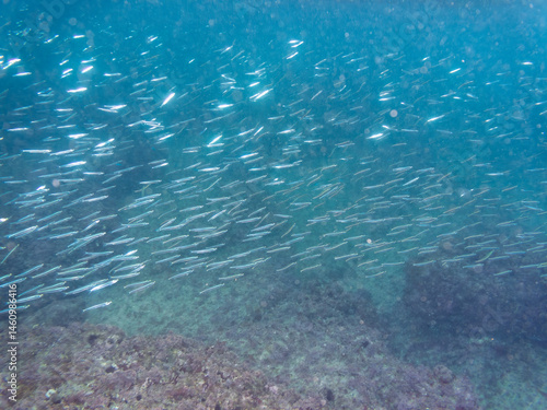 美しいキビナゴ（ニシン科）他の大群。
英名学名：Silver-Stripe Round Herrings (Spratelloides gracilis)
荒井浜海岸三浦市神奈川県-2024
