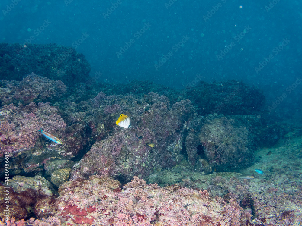 トゲチョウチョウウオ(チョウチョウウオ科), Threadfin Butterflyfish, Chaetodon Auriga,.幼魚yg, Juvenile,.荒井浜, ARAIHAMA Beach,.三浦半島, MIURA Peninsula,.2024/11/23