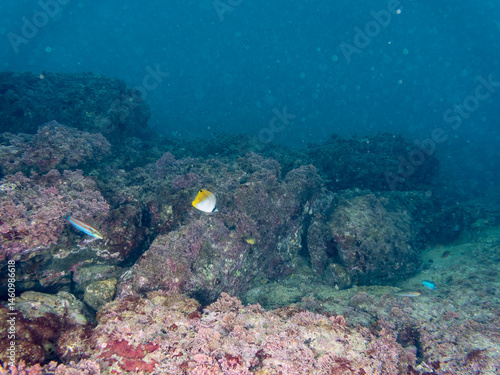 Obraz na płótnie トゲチョウチョウウオ(チョウチョウウオ科), Threadfin Butterflyfish, Chaetodon Auriga,.幼魚yg, Juvenile,.荒井浜, ARAIHAMA Beach,.三浦半島, MIURA Peninsula,.2024/11/23 w salonie