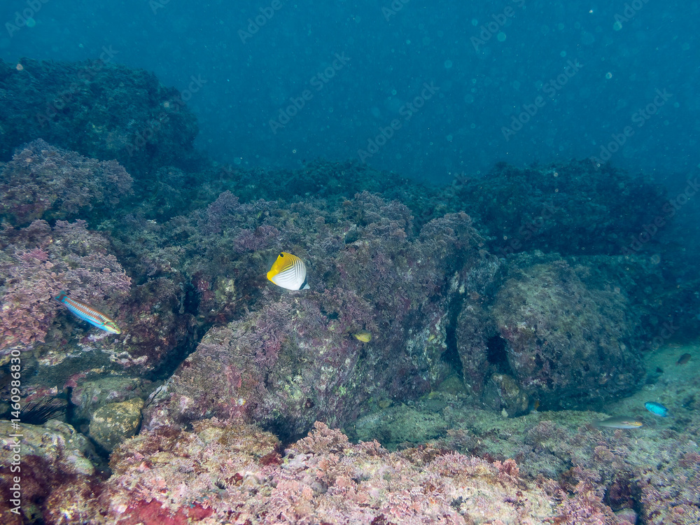 トゲチョウチョウウオ(チョウチョウウオ科), Threadfin Butterflyfish, Chaetodon Auriga,.幼魚yg, Juvenile,.荒井浜, ARAIHAMA Beach,.三浦半島, MIURA Peninsula,.2024/11/23