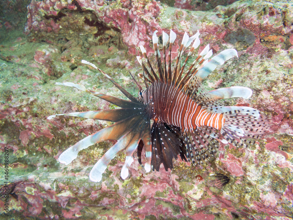 ハナミノカサゴ(ミノカサゴ亜科)
英名学名:Red Lionfish (Pterois volitans)
荒井浜海岸三浦市神奈川県-2024
