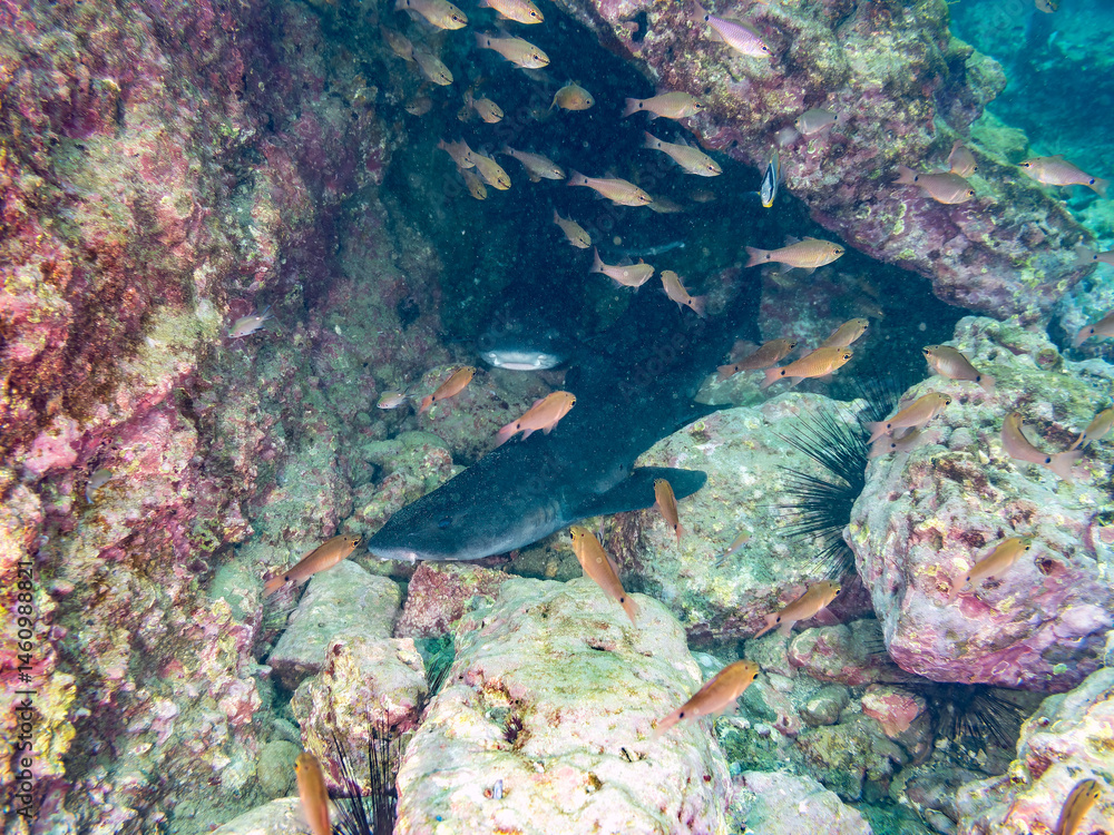 大きく美しいドチザメ(ドチザメ科)。
英名学名:Banded Houndshark, Triakis scyllium
群れで昼寝している。
荒井浜海岸三浦市神奈川県-2024