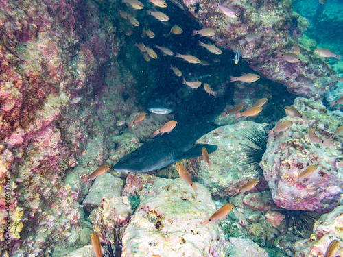 Obraz na płótnie 大きく美しいドチザメ(ドチザメ科)。
英名学名:Banded Houndshark, Triakis scyllium
群れで昼寝している。
荒井浜海岸三浦市神奈川県-2024
w salonie