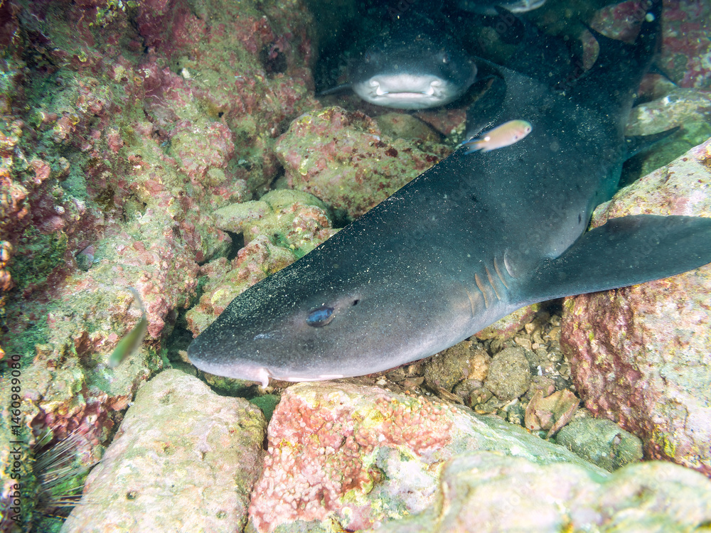 大きく美しいドチザメ(ドチザメ科)。
英名学名:Banded Houndshark, Triakis scyllium
群れで昼寝している。
荒井浜海岸三浦市神奈川県-2024