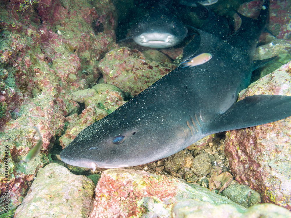 大きく美しいドチザメ(ドチザメ科)。
英名学名:Banded Houndshark, Triakis scyllium
群れで昼寝している。
荒井浜海岸三浦市神奈川県-2024