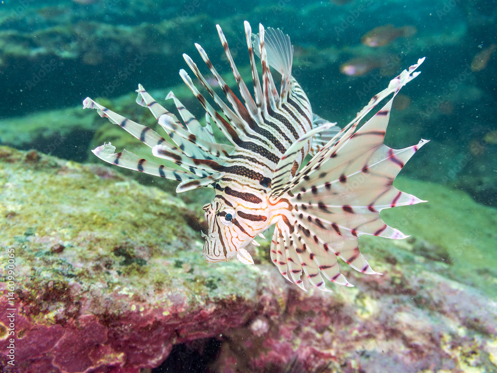 ミノカサゴ(ミノカサゴ亜科)
英名学名:Luna Lionfish, Pterois lunulata
荒井浜海岸三浦市神奈川県-2024