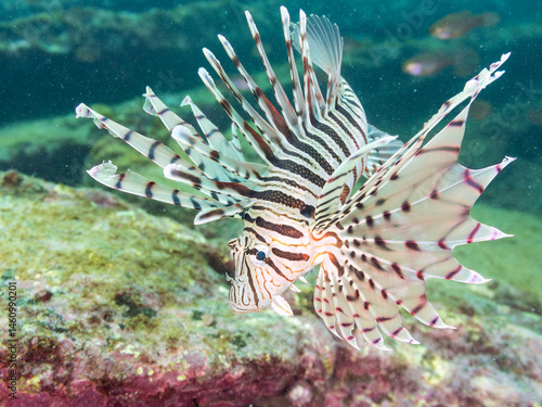 ミノカサゴ（ミノカサゴ亜科）
英名学名：Luna Lionfish, Pterois lunulata
荒井浜海岸三浦市神奈川県-2024
