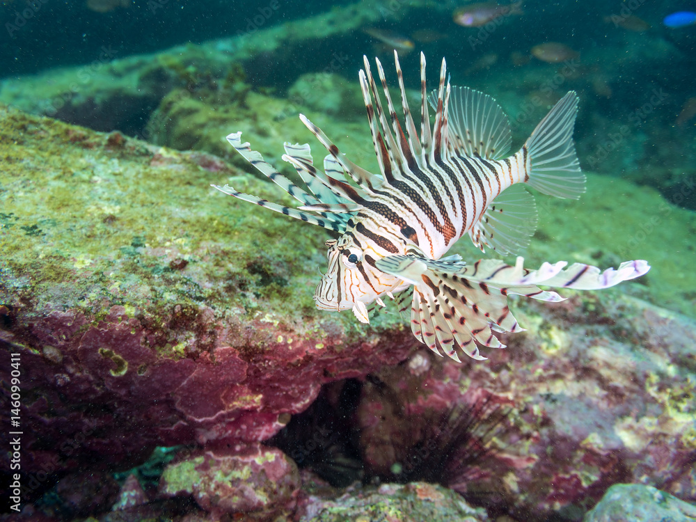 ミノカサゴ(ミノカサゴ亜科)
英名学名:Luna Lionfish, Pterois lunulata
荒井浜海岸三浦市神奈川県-2024