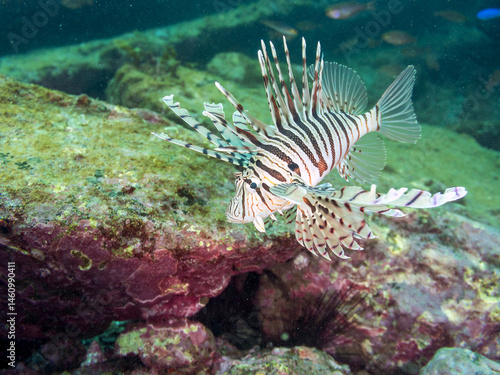 Obraz na płótnie ミノカサゴ(ミノカサゴ亜科)
英名学名:Luna Lionfish, Pterois lunulata
荒井浜海岸三浦市神奈川県-2024
w salonie