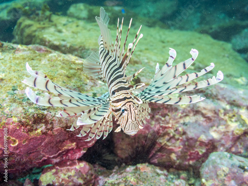 Obraz na płótnie ミノカサゴ(ミノカサゴ亜科)
英名学名:Luna Lionfish, Pterois lunulata
荒井浜海岸三浦市神奈川県-2024
w salonie