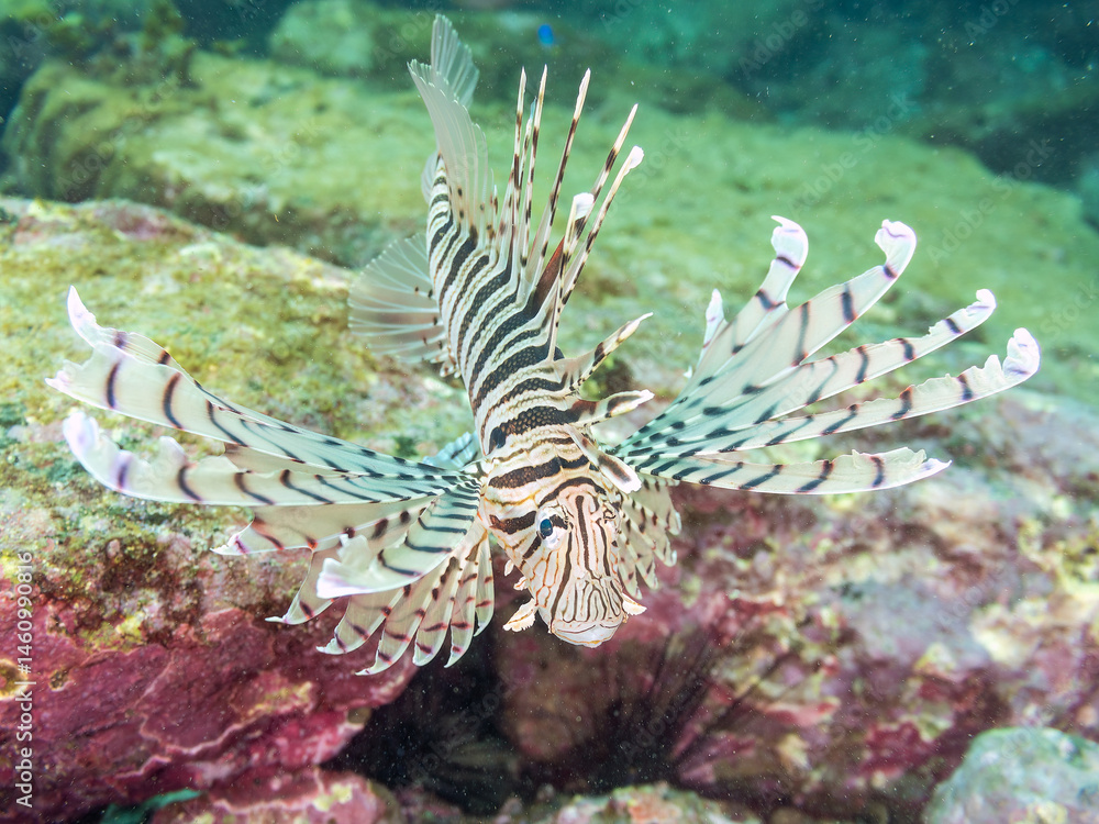 ミノカサゴ(ミノカサゴ亜科)
英名学名:Luna Lionfish, Pterois lunulata
荒井浜海岸三浦市神奈川県-2024