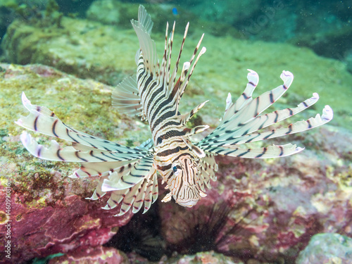 Obraz na płótnie ミノカサゴ(ミノカサゴ亜科)
英名学名:Luna Lionfish, Pterois lunulata
荒井浜海岸三浦市神奈川県-2024
w salonie