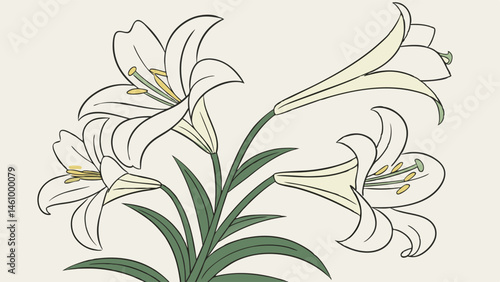 Classic Elegant White Lily Flower Illustration Simple Botanical Art Design
