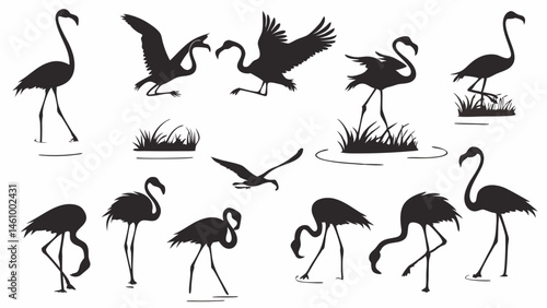 Flamingo Silhouettes Set Various Poses Flying Standing Walking Grass Water Black White Nature Wildlife