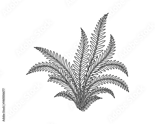 Detailed line art of a fern plant botanical illustration
