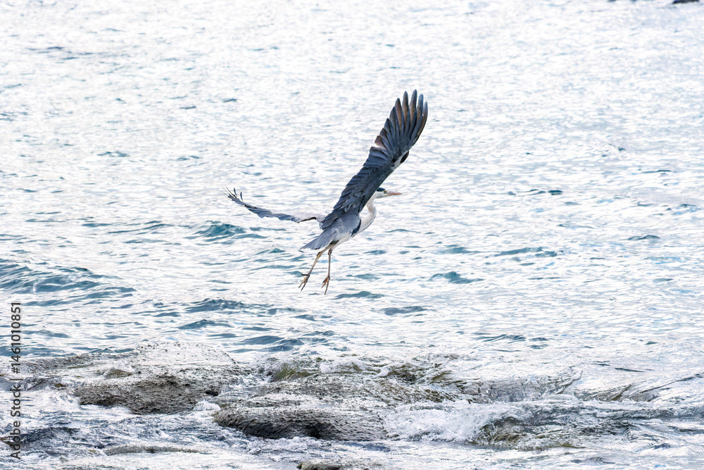 飛翔する美しいアオサギ(サギ科)
英名学名:Grey Heron (Ardea cinerea)
荒井浜海岸三浦市神奈川県-2024