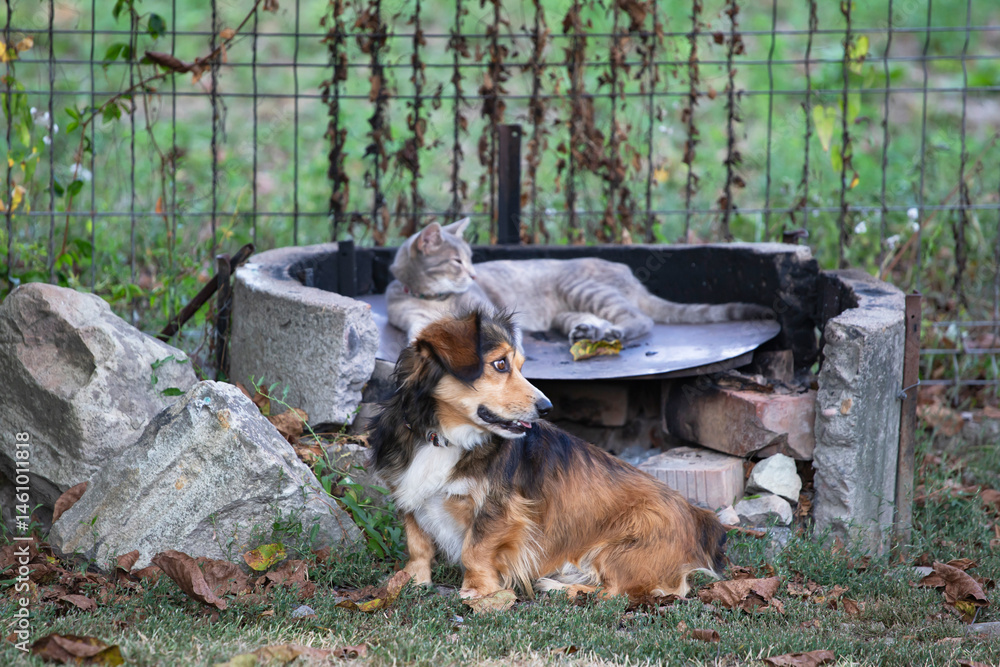 Freindship between tabby domestic cat and mongrel dog.