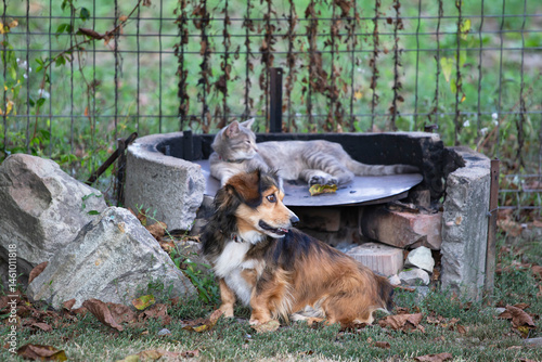 Obraz na płótnie Freindship between tabby domestic cat and mongrel dog. w salonie
