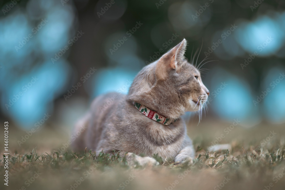 Relaxed and happy cat gets pleasure basking in the summer sun