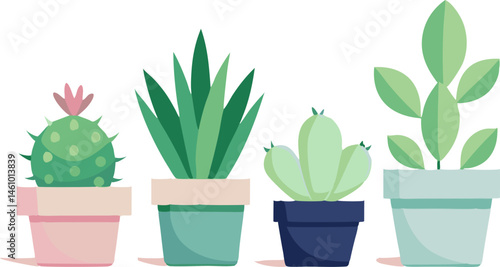 cactus in pots