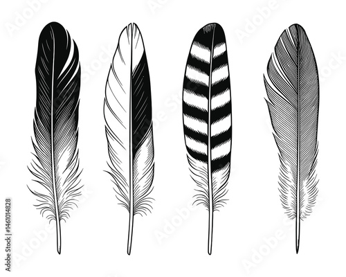 A collection of detailed feathers in black and white drawing art
