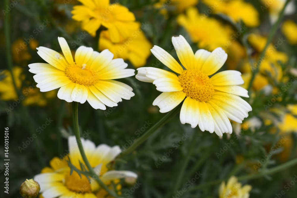 Fototapeta premium White Yellow Crown Daisy, Close-up of a white and yellow crown daisy flower, blooming in nature, Close-up shot of beautiful White yellow Crown Daisy flower (Chrysanthemum coronarium), Crown Daisy,