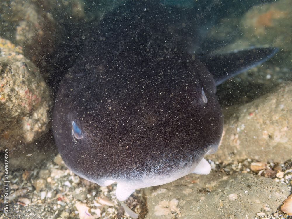 大きく美しいドチザメ(ドチザメ科)。
英名学名:Banded Houndshark, Triakis scyllium
群れで昼寝している。
荒井浜海岸三浦市神奈川県-2024
