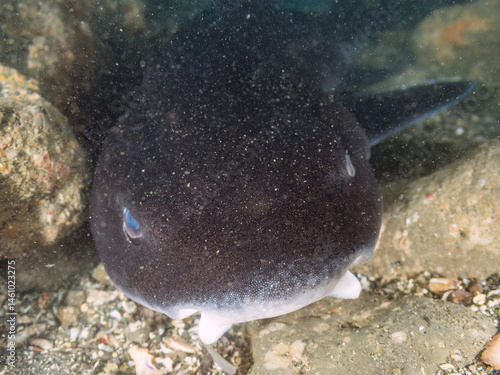 Obraz na płótnie 大きく美しいドチザメ(ドチザメ科)。
英名学名:Banded Houndshark, Triakis scyllium
群れで昼寝している。
荒井浜海岸三浦市神奈川県-2024
w salonie