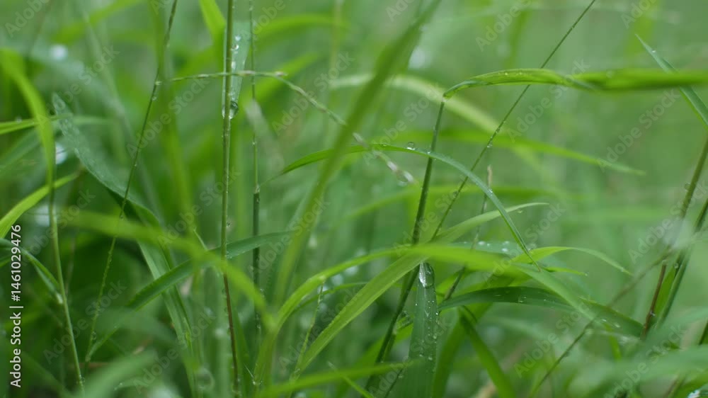 Fresh nature Close up Grass leaf with water dew drop after rain. Fresh nature Close up Grass leaf with water dew drop after rain.